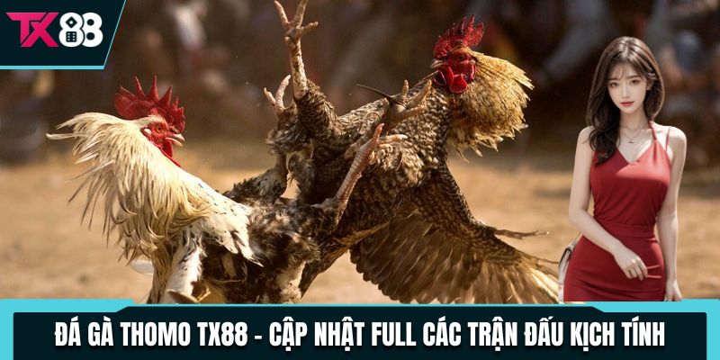 Đá Gà Thomo TX88 - Cập Nhật Full Các Trận Đấu Kịch Tính 4 da ga thomo tx88 cap nhat full cac tran dau kich tinh